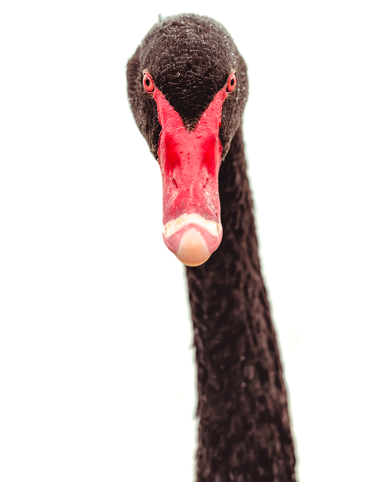 black swan sydney centennial park