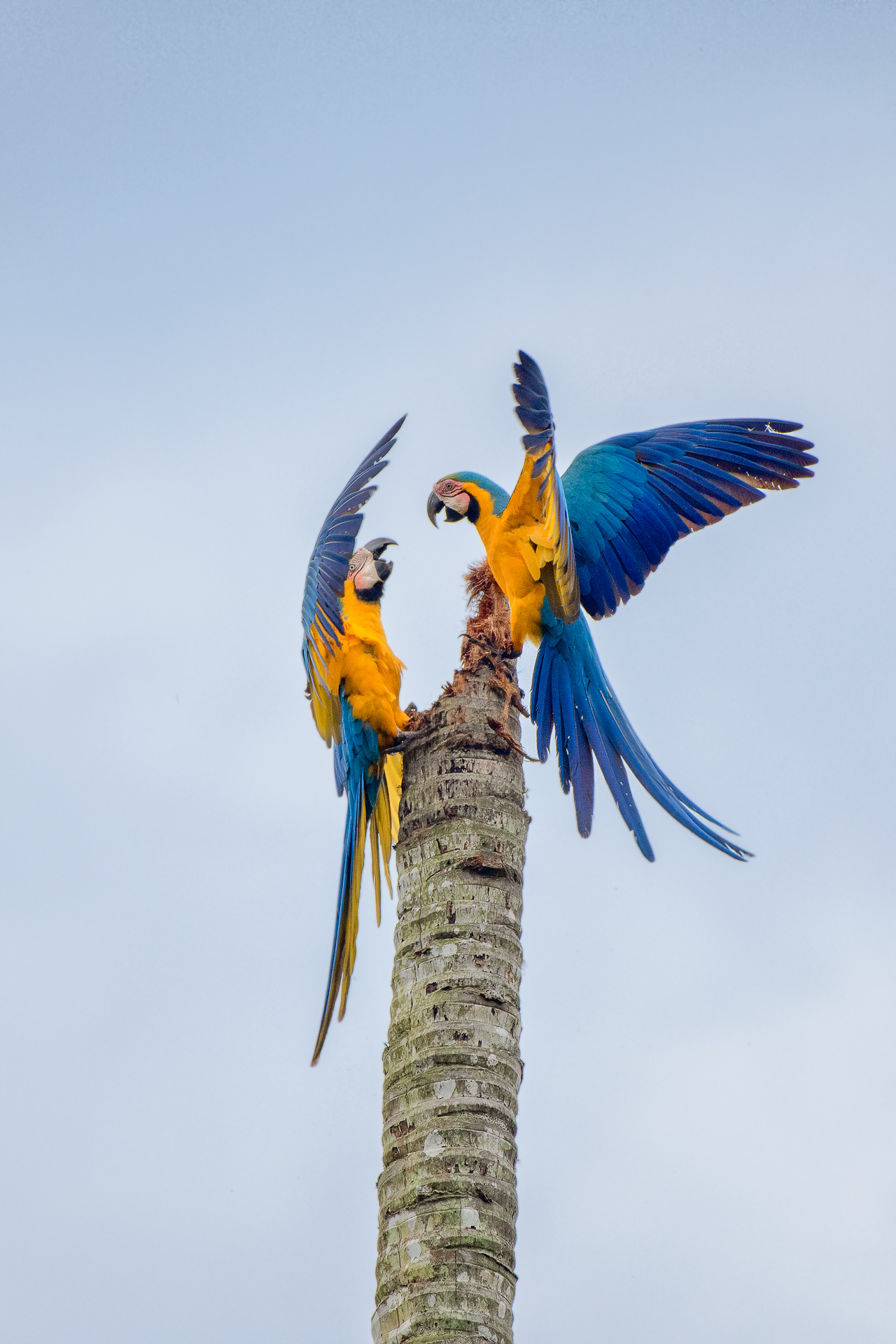 blue and gold macaw flying