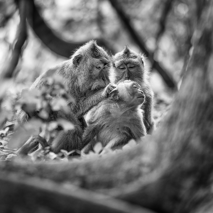 family time for monkeys in bali