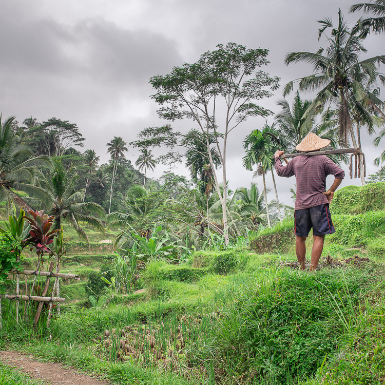 rice field near ubud bali