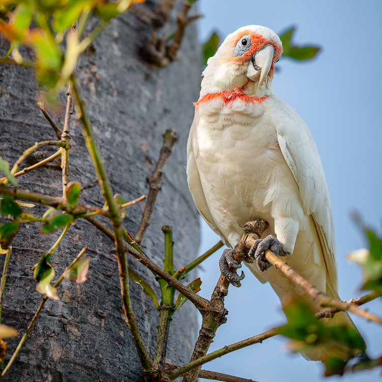 long billed corella on a tree