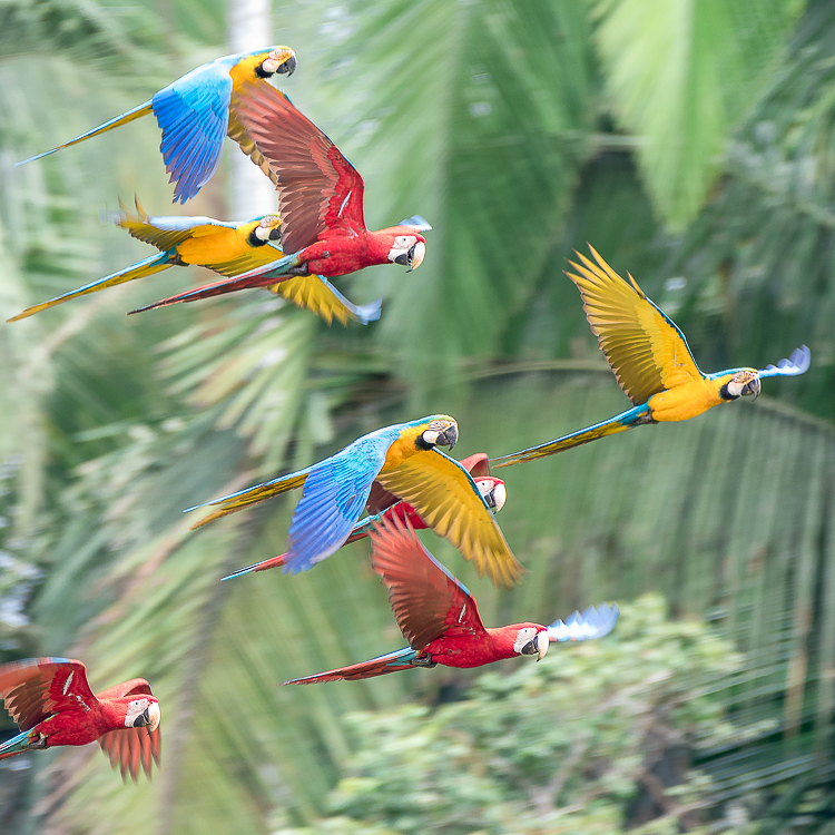 group of scarlett and blue yellow macaw flying amazon