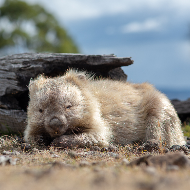 wildlife paradise in maria island, tasmania