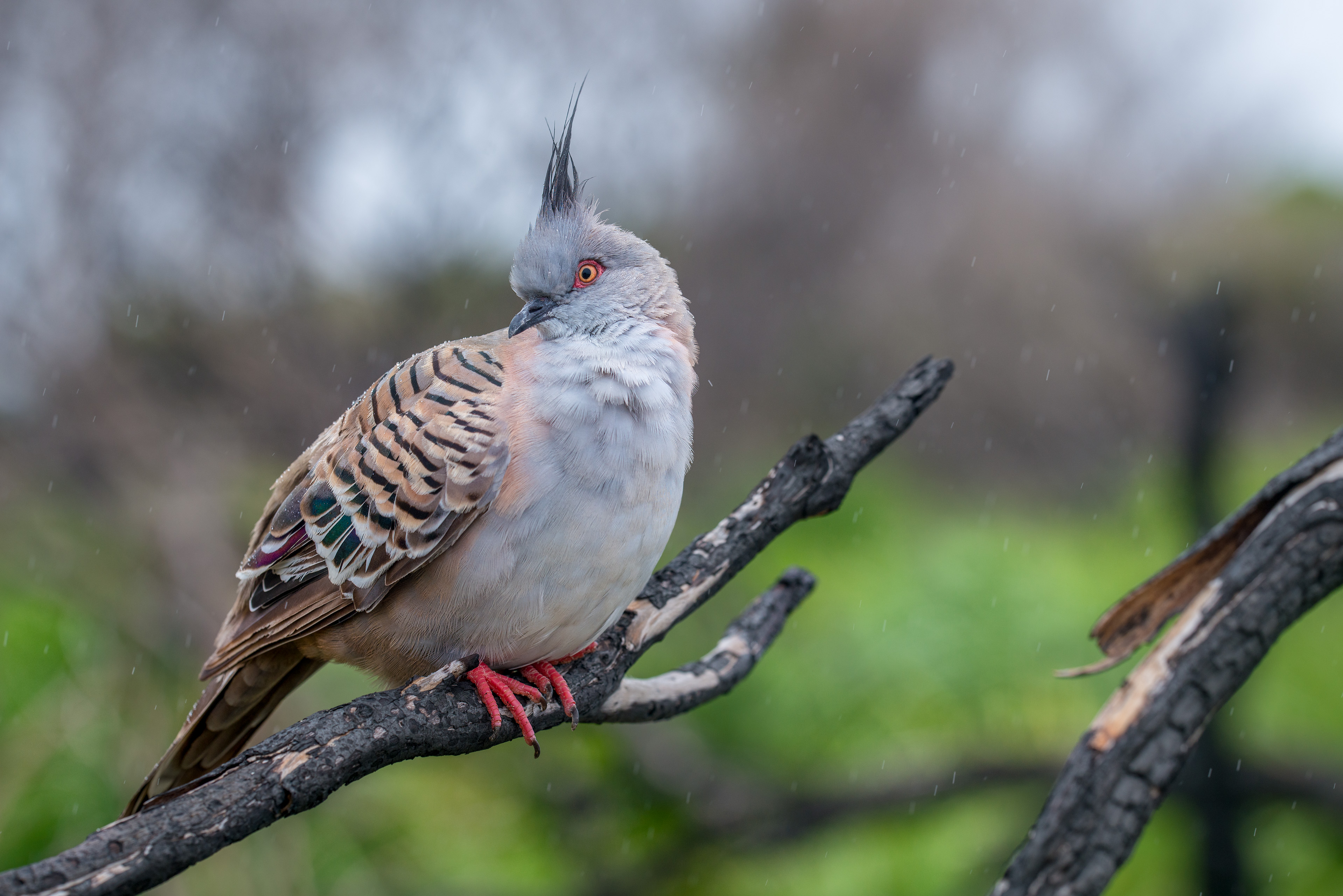 crested pigeon