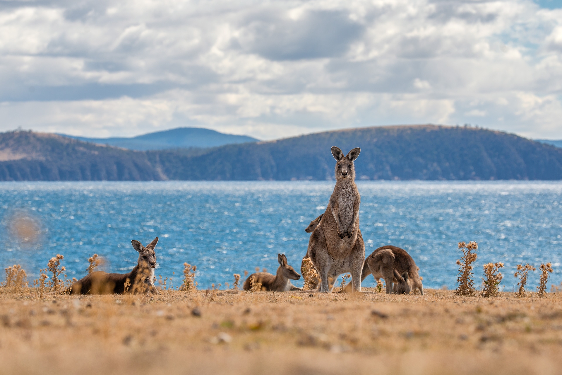 Kangaroo on the hill with ocean for background